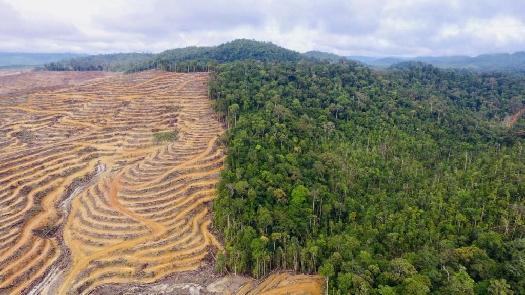 deforestasi di kalimantan indonesia