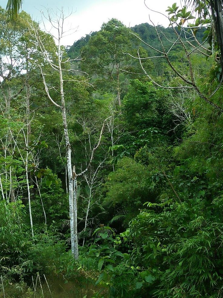 hutan kalimantan