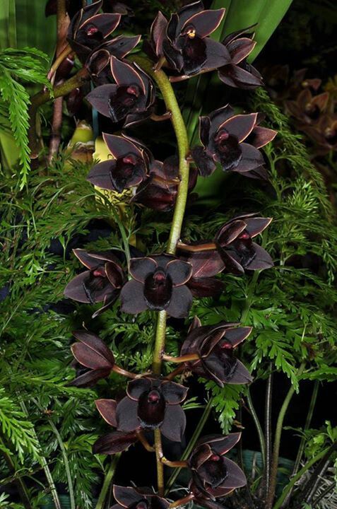 anggrek hitam kalimantan