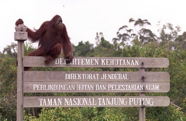 taman nasional tanjung puting