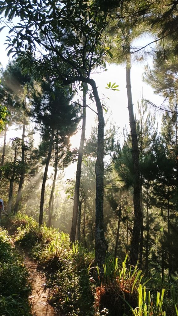 flora dan fauna di kalimantan