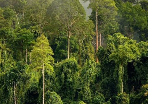 flora dan fauna di kalimantan