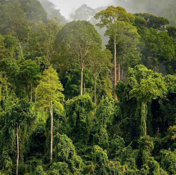 flora dan fauna di kalimantan