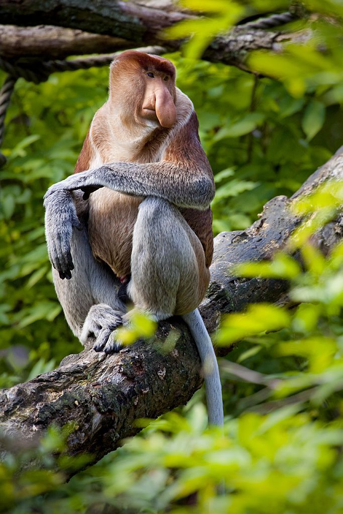 bekantan di kalimantan