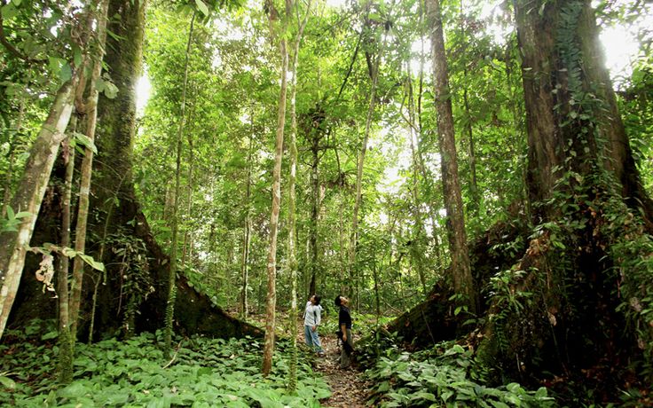 Hutan Belantara Sabah - malaysia kalimantan