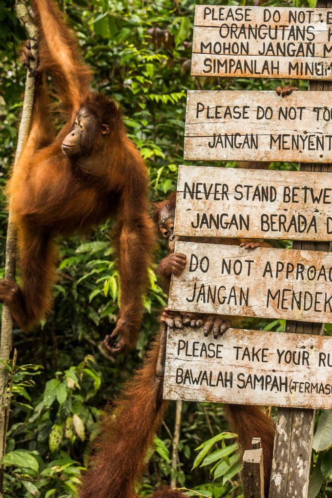Taman Nasional Tanjung Puting 