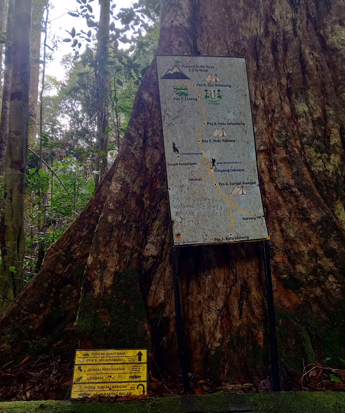gunung bukit raya - pegunungan schwaner - gunung tertinggi di kalimantan